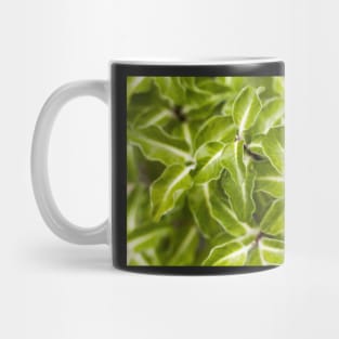 Pittosporum tenuifolium Arundel Green Mug